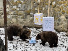 Időjárást jósoltak a Marosvásárhelyi Állatkert medvéi